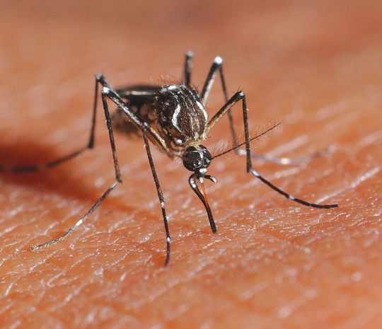 Eine Gelbfiebermücke (Aedes aegypti) sticht in menschliche Haut. (Bild: Rickard Ignell, SLU Alnarp) Eine Gelbfiebermücke (Aedes aegypti) sticht in menschliche Haut. (Bild: Rickard Ignell, SLU Alnarp)