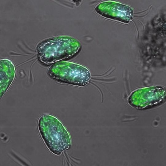 Das Energetic-Algae-Projekt setzt auf Algen (im Bild die Grünalge Tetraselmis suecica), die einen relativ hohen Anteil des Sonnenlichts in chemische Energie umwandeln können. (Bild: KIT, Dr. Emily Roberts) Das Energetic-Algae-Projekt setzt auf Algen (im Bild die Grünalge Tetraselmis suecica), die einen relativ hohen Anteil des Sonnenlichts in chemische Energie umwandeln können. (Bild: KIT, Dr. Emily Roberts)