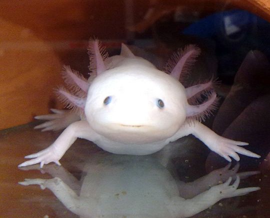 Bei Tieren wie dem mexikanischen Schwanzlurch Axolotl (Ambystoma mexicanum) wachsen geschädigte Körperteile oft vollständig nach. (Bild: CRTD) Bei Tieren wie dem mexikanischen Schwanzlurch Axolotl (Ambystoma mexicanum) wachsen geschädigte Körperteile oft vollständig nach. (Bild: CRTD)