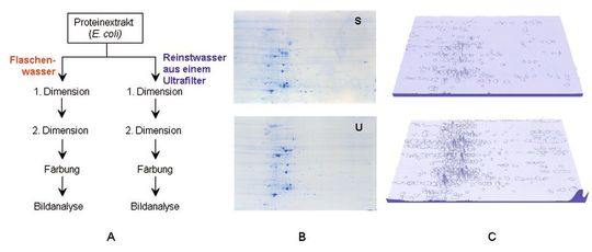 Abb. 1: A) Versuchsschema für den Vergleich von 2D-Gelen mit Proteinextrakten von E. coli, die mit sterilem Flaschenwasser (S) und Reinstwasser (U) zubereitet wurden... (Bild: Merck Millipore) Abb. 1: A) Versuchsschema für den Vergleich von 2D-Gelen mit Proteinextrakten von E. coli, die mit sterilem Flaschenwasser (S) und Reinstwasser (U) zubereitet wurden... (Bild: Merck Millipore)