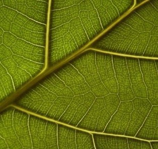 In den Zellwänden von Pflanzen dient Cellulose als Gerüst, als eine Art Skelett. (Bild: iStock) In den Zellwänden von Pflanzen dient Cellulose als Gerüst, als eine Art Skelett. (Bild: iStock)