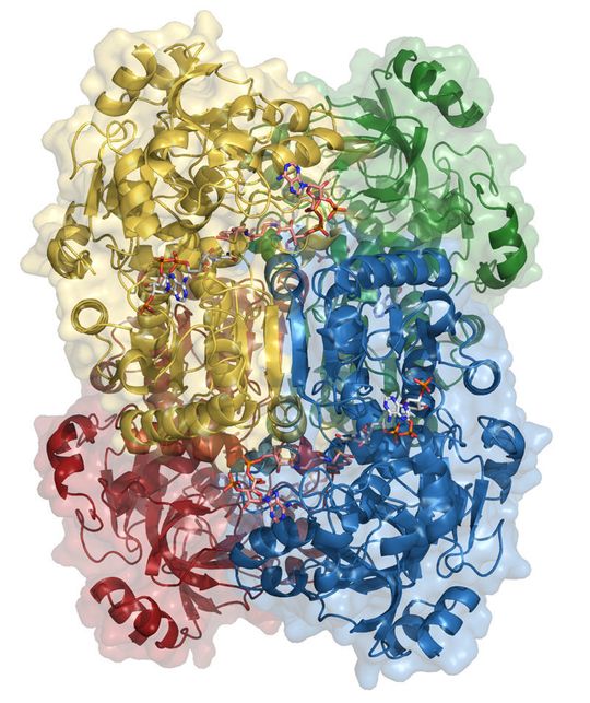 Das funktionelle CinF ist aus vier CinF-Molekülen aufgebaut, die sich gegenseitig bei der Bindung des Substrates unterstützen. (Bild: Helmholtz HZI) Das funktionelle CinF ist aus vier CinF-Molekülen aufgebaut, die sich gegenseitig bei der Bindung des Substrates unterstützen. (Bild: Helmholtz HZI)
