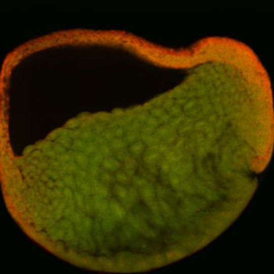 Schnitt durch den ganzen Embryo vor Einwanderung der Zellen, das Serotonin reichert sich in den äußeren Zellen an. (Bild: Uni Hohenheim) Schnitt durch den ganzen Embryo vor Einwanderung der Zellen, das Serotonin reichert sich in den äußeren Zellen an. (Bild: Uni Hohenheim)