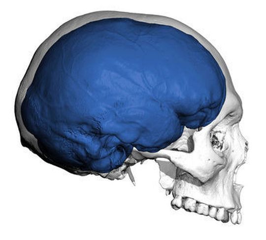 Aufnahme des Gehirns eines erwachsenen Menschen. (Bild: Max-Planck-Institut für evolutionäre Anthropologie / Philipp Gunz) Aufnahme des Gehirns eines erwachsenen Menschen. (Bild: Max-Planck-Institut für evolutionäre Anthropologie / Philipp Gunz)