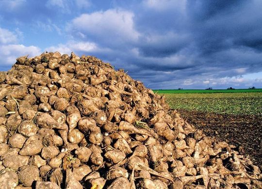 Zuckerrüben eignen sich unter anderem als nachwachsender Rohstoff für die Gewinnung erneuerbarer Energien. (Bild: KWS Saat AG) Zuckerrüben eignen sich unter anderem als nachwachsender Rohstoff für die Gewinnung erneuerbarer Energien. (Bild: KWS Saat AG)
