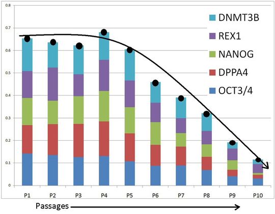 Das PluriPCR Testkitt ermöglicht die quantitative Bestimmung von fünf humanen Genen, die für den pluripotenten Phänotyp spezifisch sind. (Bild: AMS Biotechnology) Das PluriPCR Testkitt ermöglicht die quantitative Bestimmung von fünf humanen Genen, die für den pluripotenten Phänotyp spezifisch sind. (Bild: AMS Biotechnology)