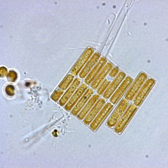 Abb. 1: Neun Fragilariopsis cylindrus Algen liegen nebeneinander... (Ausschnitt) (Bild: Dr. Gerhard Dieckmann, Alfred-Wegener-Institut) Abb. 1: Neun Fragilariopsis cylindrus Algen liegen nebeneinander... (Ausschnitt) (Bild: Dr. Gerhard Dieckmann, Alfred-Wegener-Institut)