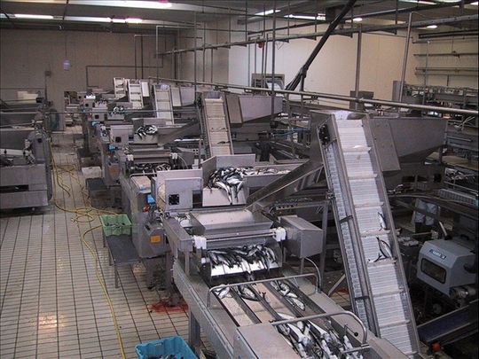 Maschinen und Anlagen der Fischverarbeitung arbeiten unter rauen Umgebungsbedingungen. Maschinen und Anlagen der Fischverarbeitung arbeiten unter rauen Umgebungsbedingungen.