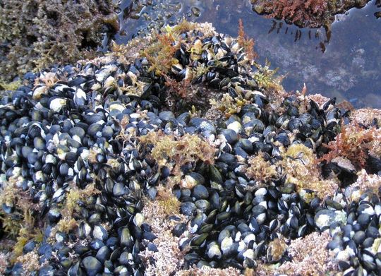 Muschelkleber stand Pate für die Basis eines wassertauglichen, wiederablösbaren Klebers. Muschelkleber stand Pate für die Basis eines wassertauglichen, wiederablösbaren Klebers.