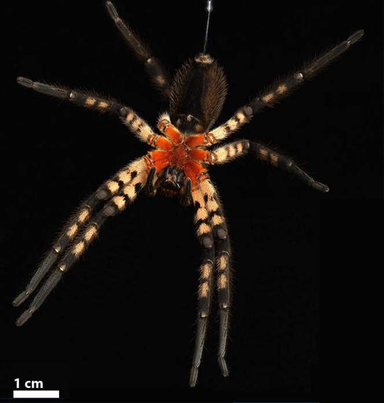 Jagderfolg dank Materialvorsprung: Cupiennius salei, eine tropische Jagdspinne, durchbohrt den Panzer von Beuteinsekten mit einer Giftklaue. Diese besteht zwar wie der Cuticulapanzer der Beute aus Chitin und Proteinen, ihre genaue chemische Zusammensetzung und Struktur sind aber für ihren Zweck optimiert. Jagderfolg dank Materialvorsprung: Cupiennius salei, eine tropische Jagdspinne, durchbohrt den Panzer von Beuteinsekten mit einer Giftklaue. Diese besteht zwar wie der Cuticulapanzer der Beute aus Chitin und Proteinen, ihre genaue chemische Zusammensetzung und Struktur sind aber für ihren Zweck optimiert.