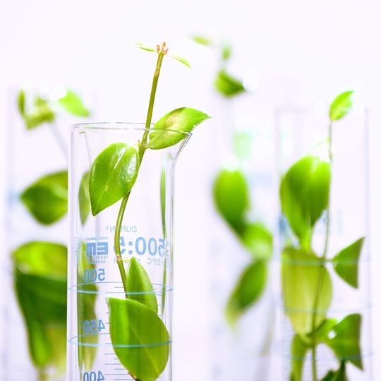 Evonik Rexim, einer französischen Tochtergesellschaft von Evonik, konnte seine Produktion von Aminosäuren auf den nachwachsenden Rohstoff Zucker umstellen.