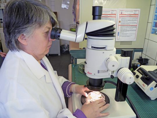 Abb.1: Roswitha Reinhardt begutachtet eine Probe unter dem Leica-MZ16-Stereomikroskop. Trägt die Pflanze einen Schädling, erstellt die Landwirtschaftlich-Technische Assistentin vom Pflanzenschutzdienst des Regierungspräsidiums Gießen Fotos und übermittelt den Befund an den zuständigen Pflanzenschutzdienst, der den Abnehmer entsprechend berät. Abb.1: Roswitha Reinhardt begutachtet eine Probe unter dem Leica-MZ16-Stereomikroskop. Trägt die Pflanze einen Schädling, erstellt die Landwirtschaftlich-Technische Assistentin vom Pflanzenschutzdienst des Regierungspräsidiums Gießen Fotos und übermittelt den Befund an den zuständigen Pflanzenschutzdienst, der den Abnehmer entsprechend berät.