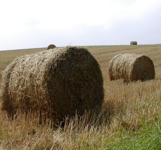 Eine wichtige Grundlage der Bioökonomie: Nachwachsende Rohstoffe Eine wichtige Grundlage der Bioökonomie: Nachwachsende Rohstoffe