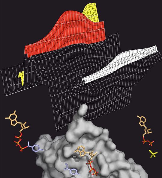 Das Transportprotein MsbA (grau) spaltet ATP (bunt), um Energie für den Transportprozess zu gewinnen. ATP besitzt drei Phosphatgruppen (orange-rot). Wird eine davon abgespalten (gelb), wird Energie frei. Den Spaltprozess kann man im Infrarot-Spektrum verfolgen (oben), in dem die verschiedenen ATP-Zwischenprodukte charakteristische Banden hinterlassen (rot: ATP, gelb: abgespaltenes Phosphat, weiß: Protein). Das Transportprotein MsbA (grau) spaltet ATP (bunt), um Energie für den Transportprozess zu gewinnen. ATP besitzt drei Phosphatgruppen (orange-rot). Wird eine davon abgespalten (gelb), wird Energie frei. Den Spaltprozess kann man im Infrarot-Spektrum verfolgen (oben), in dem die verschiedenen ATP-Zwischenprodukte charakteristische Banden hinterlassen (rot: ATP, gelb: abgespaltenes Phosphat, weiß: Protein).