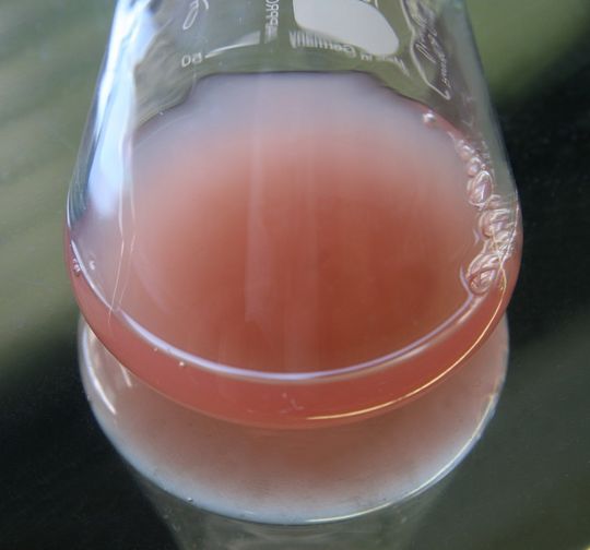 Dinoroseobacter shibae DSM 16493 im Erlenmeyer-Kolben Dinoroseobacter shibae DSM 16493 im Erlenmeyer-Kolben