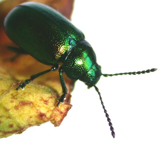 Abb. 1: Der Grüne Sauerampferkäfer (Gastrophysa viridula) ist Vorbild für ein neues Material in der Bionik. Es kann genauso wie das Insekt unter Wasser an Oberflächen haften. Abb. 1: Der Grüne Sauerampferkäfer (Gastrophysa viridula) ist Vorbild für ein neues Material in der Bionik. Es kann genauso wie das Insekt unter Wasser an Oberflächen haften.