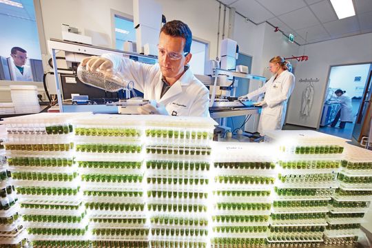 Modern plant breeding: using fully automated genetic analyses and molecular markers, researchers examine samples from several thousand plants a day Modern plant breeding: using fully automated genetic analyses and molecular markers, researchers examine samples from several thousand plants a day