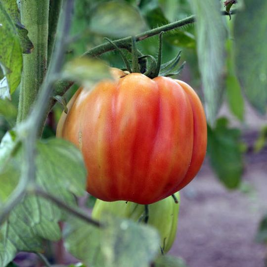 Auch nach der Ernte verändern sich Tomatenfrüchte hinsichtlich Farbe, Aroma und Nährstoffgehalt, man bezeichnet sie deshalb als nachreifende Früchte. Dieser Prozess wird vom Pflanzenhormon Ethylen angestoßen, das jedoch auf Paprika keinen Einfluss zu haben scheint. Auch nach der Ernte verändern sich Tomatenfrüchte hinsichtlich Farbe, Aroma und Nährstoffgehalt, man bezeichnet sie deshalb als nachreifende Früchte. Dieser Prozess wird vom Pflanzenhormon Ethylen angestoßen, das jedoch auf Paprika keinen Einfluss zu haben scheint.