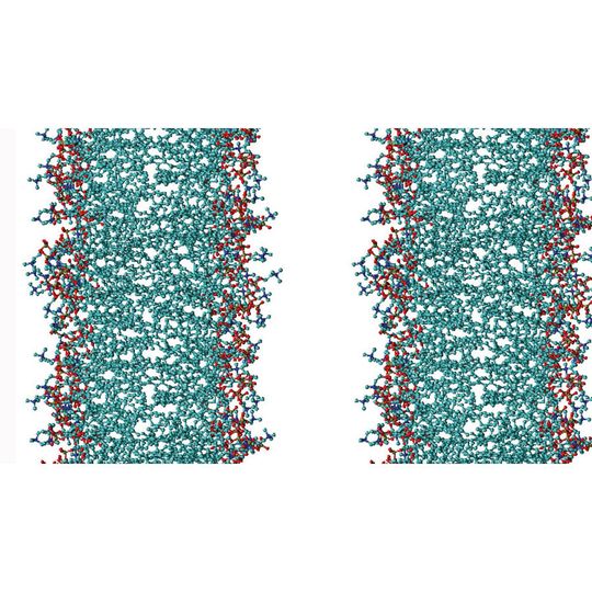 Biomembranen verlieren ihre biologischen Funktionen, wenn sie miteinander verkleben. Ein dünner Wasserfilm verhindert, dass sich die Membranen (links und rechts) zu nahe kommen. Biomembranen verlieren ihre biologischen Funktionen, wenn sie miteinander verkleben. Ein dünner Wasserfilm verhindert, dass sich die Membranen (links und rechts) zu nahe kommen.