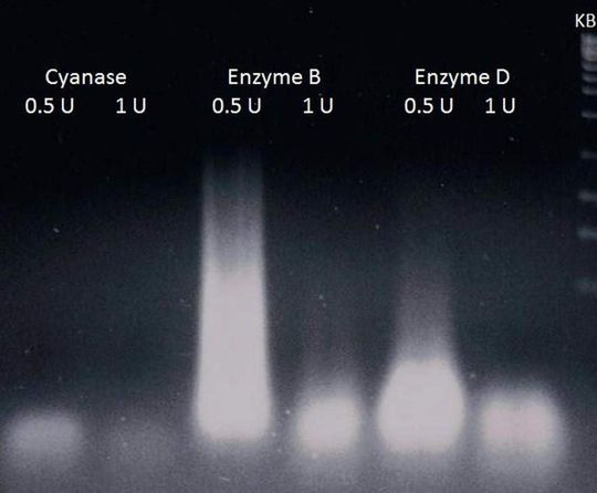 Die Cyanase zersetzt alle Arten von DNA und RNA sehr effizient und entfernt damit Nukleinsäuren aus Proben. Die Cyanase zersetzt alle Arten von DNA und RNA sehr effizient und entfernt damit Nukleinsäuren aus Proben.