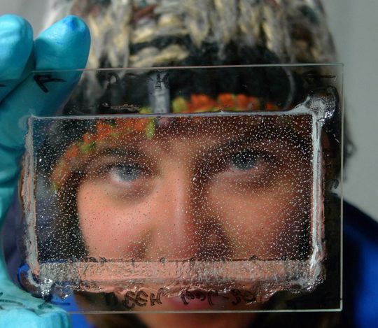 Abb. 1: Eis oder Glas? Das Eis wird mit zunehmender Bohr-Tiefe immer transparenter. Bis in 1.000 Metern Tiefe erscheint das Eis als Folge der Luftblasen milchig grau. Unterhalb von 1.200 bis 1.300 Metern Tiefe ist das Eis transparent wie Plexiglas. Abb. 1: Eis oder Glas? Das Eis wird mit zunehmender Bohr-Tiefe immer transparenter. Bis in 1.000 Metern Tiefe erscheint das Eis als Folge der Luftblasen milchig grau. Unterhalb von 1.200 bis 1.300 Metern Tiefe ist das Eis transparent wie Plexiglas.