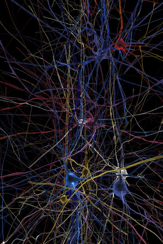 Bluebrain.png Simulated neuronal network showing 3D shapes of individual cells (reconstructed from lab data) – blue cells are silent, red cells are firing ©EPFL/Blue Brain Project. Bluebrain.png Simulated neuronal network showing 3D shapes of individual cells (reconstructed from lab data) – blue cells are silent, red cells are firing ©EPFL/Blue Brain Project.
