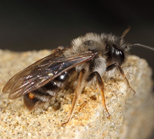Fächerflügler der Art Stylops melittae befallen verschiedene Arten von Sandbienen: Das Foto zeigteine Weidensandbiene, aus deren Hinterleib der gelb-rötliche Kopfbereich eines Fächerflügler-Weibchensheraussteht. Fächerflügler der Art Stylops melittae befallen verschiedene Arten von Sandbienen: Das Foto zeigteine Weidensandbiene, aus deren Hinterleib der gelb-rötliche Kopfbereich eines Fächerflügler-Weibchensheraussteht.