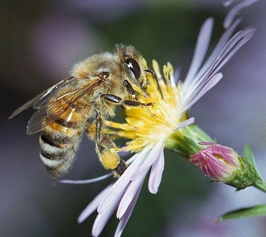 Abb. 1: Gerüche spielen im Leben von Honigbienen eine enorm große Rolle. Abb. 1: Gerüche spielen im Leben von Honigbienen eine enorm große Rolle.