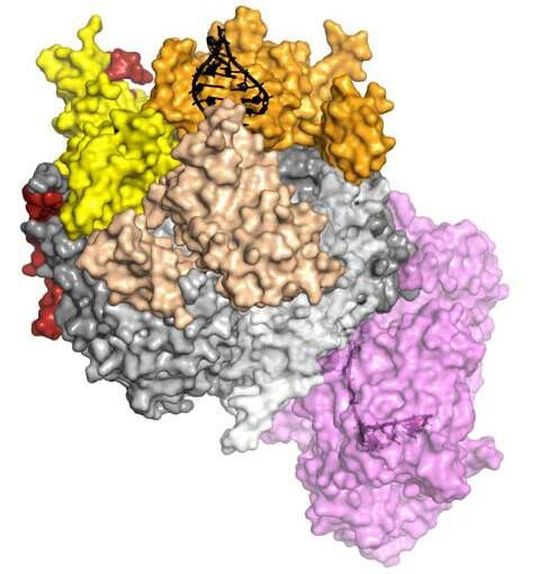 Die Kristallstruktur eines kompletten eukaryotischen RNA-Exosom-Komplexes zeigt, wie dieser sein Substrat erkennt und verarbeitet. Die RNA (schwarz) wird von den „cap“-Proteinen (gelb, beige, orange) erkannt und entwunden. Anschließend wird sie durch den Komplex gefädelt und zur aktiven Untereinheit geleitet (violett), wo der eigentliche Abbau stattfindet. Die Kristallstruktur eines kompletten eukaryotischen RNA-Exosom-Komplexes zeigt, wie dieser sein Substrat erkennt und verarbeitet. Die RNA (schwarz) wird von den „cap“-Proteinen (gelb, beige, orange) erkannt und entwunden. Anschließend wird sie durch den Komplex gefädelt und zur aktiven Untereinheit geleitet (violett), wo der eigentliche Abbau stattfindet.