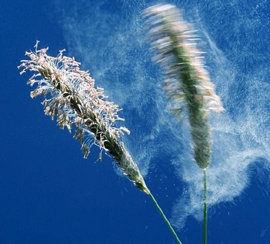 Gräserpollen-Allergiker könnten künftig von einer neuen Möglichkeit der Früherkennung profitieren. Gräserpollen-Allergiker könnten künftig von einer neuen Möglichkeit der Früherkennung profitieren.