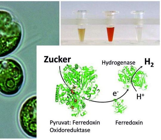 Die einzellige Grünalge Chlamydomonas kann nicht nur mittels Sonnenenergie Wasserstoff produzieren, sondern auch im Dunkeln. Die RUB-Forscher deckten die Kombination der verantwortlichen Proteine auf. Die einzellige Grünalge Chlamydomonas kann nicht nur mittels Sonnenenergie Wasserstoff produzieren, sondern auch im Dunkeln. Die RUB-Forscher deckten die Kombination der verantwortlichen Proteine auf.
