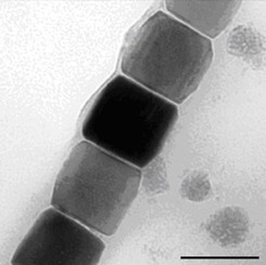 Immer dem Magnetit-Kompass nach: In Mikroorganismen, die sich am Magnetfeld der Erde orientieren, reihen sich rund 20 Magnetosome zu feinen Nadeln auf. Sie enthalten in einer Proteinhülle für jede Art charakteristisch geformte Nanoteilchen aus magnetischem Eisenoxid. Immer dem Magnetit-Kompass nach: In Mikroorganismen, die sich am Magnetfeld der Erde orientieren, reihen sich rund 20 Magnetosome zu feinen Nadeln auf. Sie enthalten in einer Proteinhülle für jede Art charakteristisch geformte Nanoteilchen aus magnetischem Eisenoxid.
