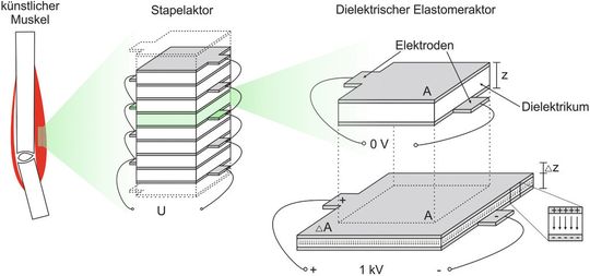 Skizzierter Aufbau eines künstlichen Muskels: Elementare DEA werden zu Stapelaktoren zusammengefasst, welche wiederum gebündelt einen künstlichen Muskel bilden. Skizzierter Aufbau eines künstlichen Muskels: Elementare DEA werden zu Stapelaktoren zusammengefasst, welche wiederum gebündelt einen künstlichen Muskel bilden.