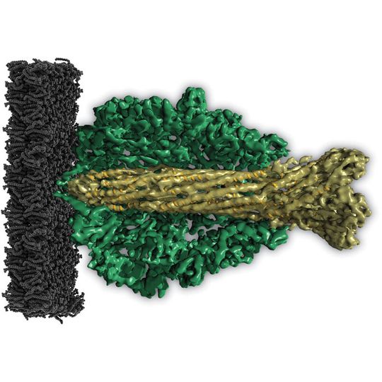 Molekulare Vuvuzela: Der zentrale Kanal des TcA-Proteins (hellgrün) ist wie das südafrikanische Musikinstrument geformt (dunkelgrün: äußere Hülle, schwarz: Zellmembran der Wirtszelle). Molekulare Vuvuzela: Der zentrale Kanal des TcA-Proteins (hellgrün) ist wie das südafrikanische Musikinstrument geformt (dunkelgrün: äußere Hülle, schwarz: Zellmembran der Wirtszelle).