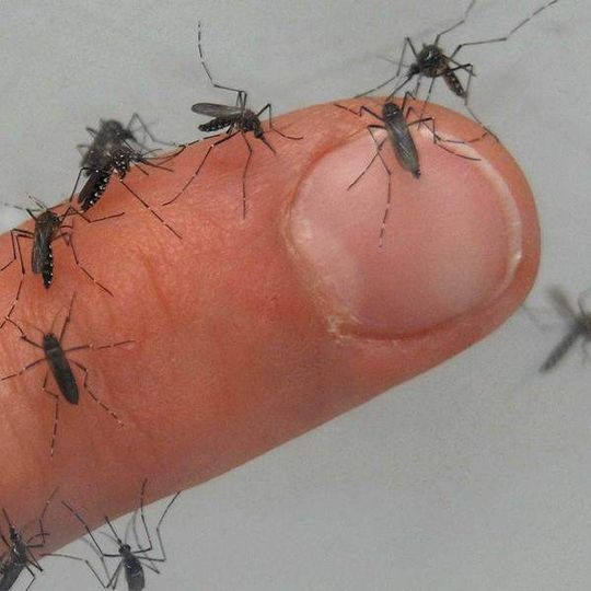 Mücken übertragen den Erreger des gefährlichen Dengue-Fiebers. Mücken übertragen den Erreger des gefährlichen Dengue-Fiebers.