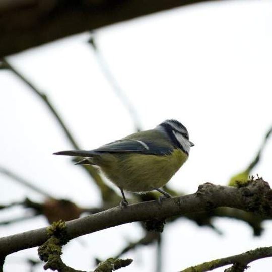 Auch wenn Blaumeisen ihren Nachwuchs in sozial monogamen Beziehungen großziehen, sind sowohl die Weibchen als auch die Männchen gelegentlichen Seitensprüngen mit anderen gefiederten Partnern nicht abgeneigt. Auch wenn Blaumeisen ihren Nachwuchs in sozial monogamen Beziehungen großziehen, sind sowohl die Weibchen als auch die Männchen gelegentlichen Seitensprüngen mit anderen gefiederten Partnern nicht abgeneigt.