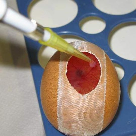 Tests an bebrüteten Hühnereiern könnten in Zukunft bei der Erforschung des Bauchspeicheldrüsenkrebs Versuche an Mäusen ersetzen. Tests an bebrüteten Hühnereiern könnten in Zukunft bei der Erforschung des Bauchspeicheldrüsenkrebs Versuche an Mäusen ersetzen.