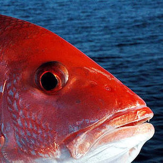 Nach dem Verzehr von Red Snapper-Filets wurden den Behörden Ende vergangenen Jahres 14 Fälle von Fischvergiftung mit Ciguatoxinen gemeldet. Nach dem Verzehr von Red Snapper-Filets wurden den Behörden Ende vergangenen Jahres 14 Fälle von Fischvergiftung mit Ciguatoxinen gemeldet.