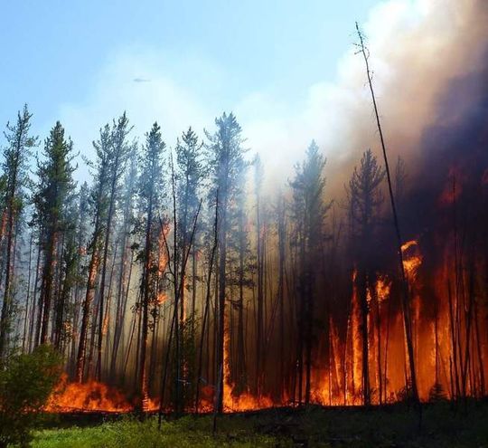 Brand im borealen Nadelwald: Feuer vernichten jedes Jahr Millionen von Bäumen. Zurück bleibt Holzkohle, die über Flüsse ins Meer gelangt. Brand im borealen Nadelwald: Feuer vernichten jedes Jahr Millionen von Bäumen. Zurück bleibt Holzkohle, die über Flüsse ins Meer gelangt.