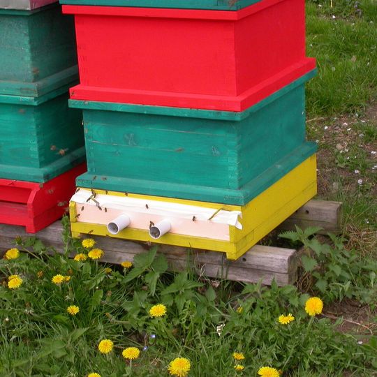 Abb. 1: Die Fluglöcher der Bienenstöcke sind bis auf zwei Röhrenkollektoren verschlossen. Abb. 1: Die Fluglöcher der Bienenstöcke sind bis auf zwei Röhrenkollektoren verschlossen.