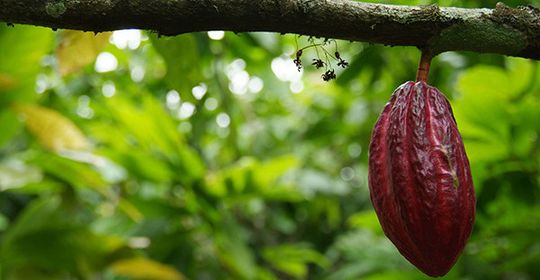 Ein spannendes CSR-Projekt: Ritter Sport hat im mittelamerikanischen Nicaragua 2000 Hektar Land erworben, um hier selbst nachhaltig Kakao anzupflanzen. Ein spannendes CSR-Projekt: Ritter Sport hat im mittelamerikanischen Nicaragua 2000 Hektar Land erworben, um hier selbst nachhaltig Kakao anzupflanzen.