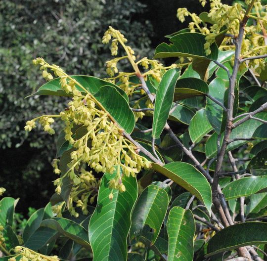 Blühender Shorea-beccariana-Baum Blühender Shorea-beccariana-Baum