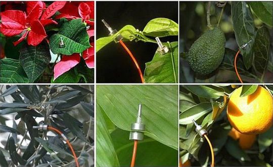 Zim Plant Technology stellt magnetische Sensoren her, mit denen Pflanzen quasi sprechen lernen.