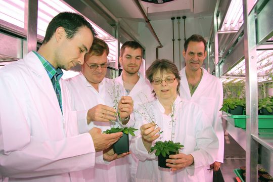 Benedikt Engels, Louwrance Wright, Daniel Volke, Bettina Raguschke und Jonathan Gershenzon mit Versuchspflanzen in einer Anzuchtkammer im Max-Planck-Institut für chemische Ökologie. Wechselseitige Forschungsaufenthalte wie der der beiden Fraunhofer-Wissenschaftler Benedikt Engels und Daniel Volke in Jena sind ein wichtiger Bestandteil der Kooperation. Benedikt Engels, Louwrance Wright, Daniel Volke, Bettina Raguschke und Jonathan Gershenzon mit Versuchspflanzen in einer Anzuchtkammer im Max-Planck-Institut für chemische Ökologie. Wechselseitige Forschungsaufenthalte wie der der beiden Fraunhofer-Wissenschaftler Benedikt Engels und Daniel Volke in Jena sind ein wichtiger Bestandteil der Kooperation.