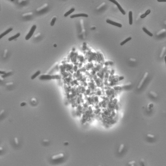 Ein neu entdeckter Signalweg für die Kommunikation zwischen Bakterien der Gattung Photorhabdus luminescens über den Naturstoff Photopyron bewirkt, dass die Bakterine einander erkennen und bei einer Infektion miteinander verklumpen. Vermutlich schützt sie das vor dem Immunsystem ihres Wirts. Ein neu entdeckter Signalweg für die Kommunikation zwischen Bakterien der Gattung Photorhabdus luminescens über den Naturstoff Photopyron bewirkt, dass die Bakterine einander erkennen und bei einer Infektion miteinander verklumpen. Vermutlich schützt sie das vor dem Immunsystem ihres Wirts.