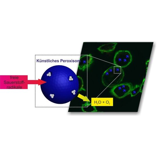 Im künstlichen Peroxisom werden reaktive Sauerstoffradikale über eine Reaktionskaskasde durch zwei Enzyme zu Wasser und Sauerstoff umgesetzt. Im künstlichen Peroxisom werden reaktive Sauerstoffradikale über eine Reaktionskaskasde durch zwei Enzyme zu Wasser und Sauerstoff umgesetzt.