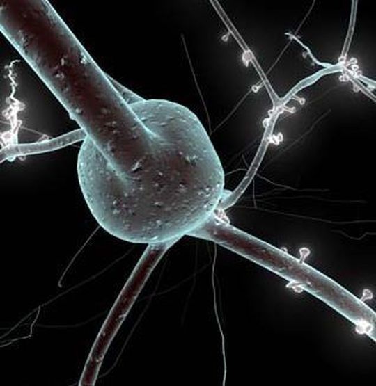Neuronaler „Wettbewerb“ bei der Entstehung von Erinnerung: das Gehirn als Vorbild für die Speichertechnologien der Zukunft. Neuronaler „Wettbewerb“ bei der Entstehung von Erinnerung: das Gehirn als Vorbild für die Speichertechnologien der Zukunft.