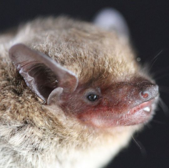 Fledermaus der Art Neoromicia cf. zuluensis: Wissenschaftler aus Südafrika und des Universitätsklinikums Bonn stellten im Kot dieses Tiers ein Virus fest, das genetisch so eng wie bislang kein anderes mit dem MERS-CoV übereinstimmt. Fledermaus der Art Neoromicia cf. zuluensis: Wissenschaftler aus Südafrika und des Universitätsklinikums Bonn stellten im Kot dieses Tiers ein Virus fest, das genetisch so eng wie bislang kein anderes mit dem MERS-CoV übereinstimmt.