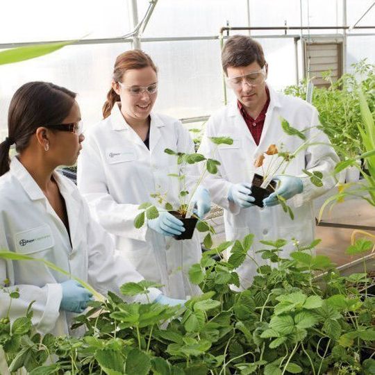 The scientists at Bayer CropScience in Davis, California, specialize in developing biological crop protection products which provide additional options for farmers. The scientists at Bayer CropScience in Davis, California, specialize in developing biological crop protection products which provide additional options for farmers.