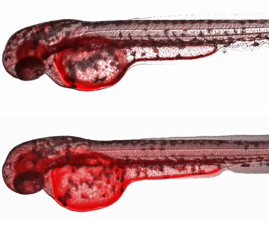Bilder von Embryonen des Zebrabärblins (Danio rerio), die die Funktion des Transportproteins Abcb4 als effektive Abwehr gegen die Aufnahme chemischer Verbindungen aus dem Wasser ins embryonale Gewebe illustrieren. Befindet sich im umgebenden Wasser der rote Fluoreszenzfarbstoff Rhodamin B, reichert sich bei normaler Funktion des Transportproteins nur eine geringe Menge des Farbstoffs in den Embryonen an (Embryo oben). Wird die Funktion des Transportproteins hingegen gehemmt, dringt vermehrt Farbstoff ins Gewebe ein, wie an den kräftiger rot angefärbten Geweben im unteren Embryo zu erkennen ist. Bilder von Embryonen des Zebrabärblins (Danio rerio), die die Funktion des Transportproteins Abcb4 als effektive Abwehr gegen die Aufnahme chemischer Verbindungen aus dem Wasser ins embryonale Gewebe illustrieren. Befindet sich im umgebenden Wasser der rote Fluoreszenzfarbstoff Rhodamin B, reichert sich bei normaler Funktion des Transportproteins nur eine geringe Menge des Farbstoffs in den Embryonen an (Embryo oben). Wird die Funktion des Transportproteins hingegen gehemmt, dringt vermehrt Farbstoff ins Gewebe ein, wie an den kräftiger rot angefärbten Geweben im unteren Embryo zu erkennen ist.